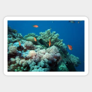 coral reef with fishes Sticker